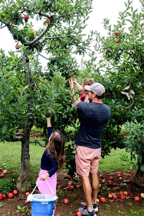 Tips For Apple Picking In New England Caitlin Houston