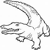 Coloring Pages Crocodile Crocodiles Keyword sketch template