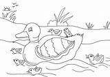 Duckling Ugly Coloring Pages Duck Colouring Mallard Drawing Getcolorings Getdrawings Coloringhome sketch template
