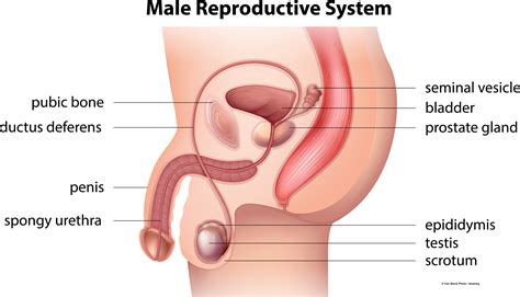 male reproductive system illustrations to assist in