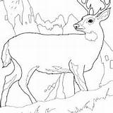 Deer Coloring Mule Pages Desert Animals Getdrawings Color Getcolorings sketch template