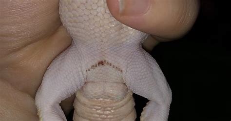 Slightly Clogged Pre Anal Pores In A Leopard Gecko Album On Imgur