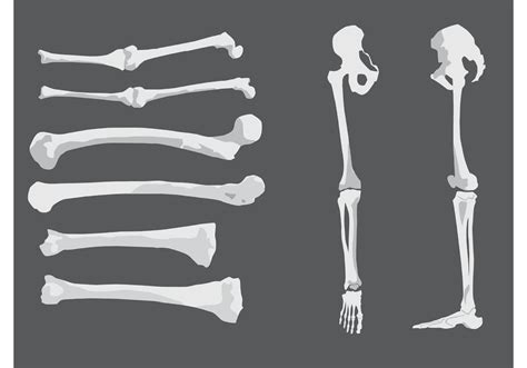 human vector bones   vector art stock graphics images