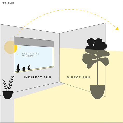 learn   sunlight means   plants stump plants wares community