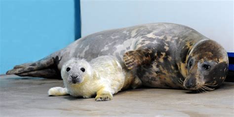 brookfield zoo welcomes  baby    adorable grey seal pup