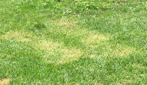 lawn grass turning white yard floor
