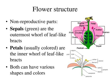 ppt gymnosperm intro and evolution life cycle and reproduction uses and significance