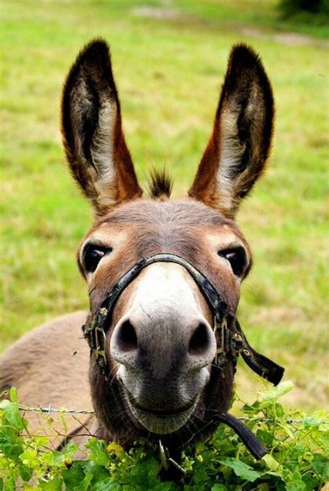 smiling donkey super cute pinterest