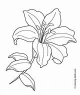Flower Drawing Coloring Pages Kids Flowers Drawings Line Lilies Printable sketch template