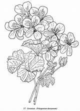 Coloring Pages Geranium Dover Book Publications Drawings Doverpublications Flowers Drawing Template Printable Colouring Welcome Flower Color Printables Print sketch template