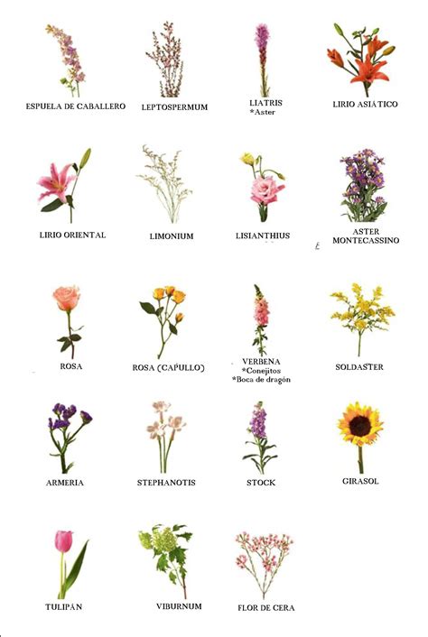 nombres de flores nombres de hierbas tipos de flores