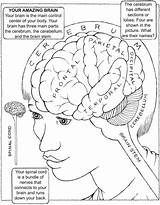 Brain Dover sketch template