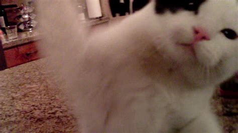 funny video annoyed cat takes  drone abc san francisco