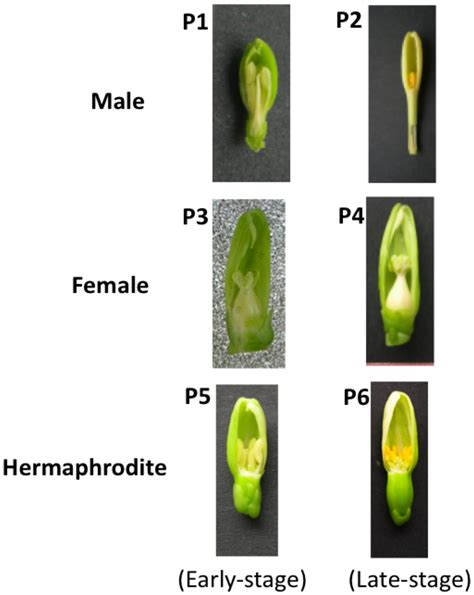 Flower Samples For The Ht Supersage Analysis The Papaya