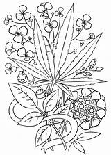 Coloring Pages Trippy Weed Marijuana Leaf Adults Printable Adult Drawing Cannabis Drawings Stoner Sheets Space Hemp Print Step Tattoo Color sketch template