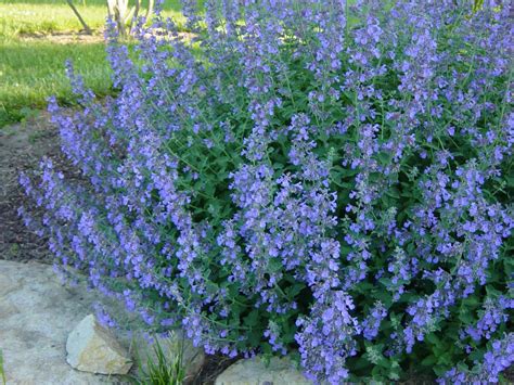 walkers  catmint grimms gardens
