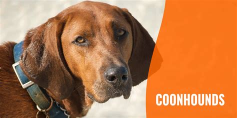 coonhounds bark  lot