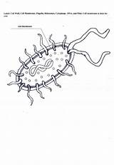 Biology Junction Db sketch template