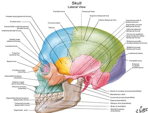 dentistry lectures  mfdsmjdfnbdeore diagrams  anatomy  skull