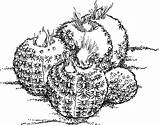 Cactus Coloring Pages Round Shaped sketch template