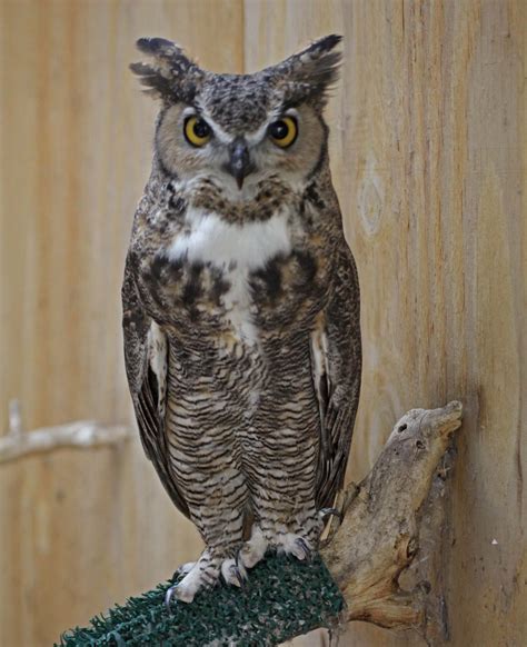 pictures  information  great horned owl