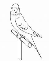 Coloring Parakeet Pages Budgie Draw Bird Printable Drawing Getcolorings Getdrawings Choose Board sketch template