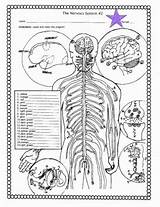 Nervous Worksheet Nerves Cranial Worksheets Transcribed sketch template