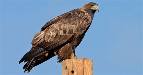 golden eagle identification   birds cornell lab  ornithology