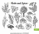 Herbs Drawing Spices Vector Vintage Illustration Botanical Drawn Hand Engraved Food Sketches Style Condiment Flavor Set Stock Oregano Mint Clip sketch template