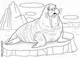 Arctic Walrus Tiere Peace Malvorlage Walross Children Ausmalbilder Arktis Arktische sketch template