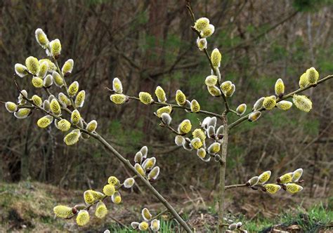 pussy willow tree buying and growing guide