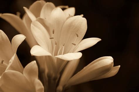 Clivia Floral In Sepia Monochrome Photograph By Jennie Marie Schell