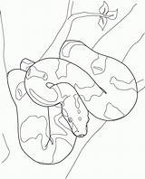 Coloring Boa Constrictor Pages Kids Adults sketch template