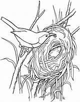 Nid Wren Oiseau Troglodytidae Supercoloring Colorier Oiseaux Detudo sketch template
