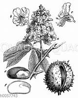 Rosskastanie Blüte Quagga Gewöhnliche Blütenzweig Frucht Kastanie sketch template