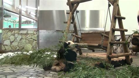 Giant Panda Twin Cubs Kaihin And Youhin Of 2012 March At