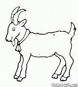 Goat Coloring Grazing Symbol Year Pages sketch template