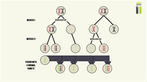 Genetic Mutations Part 4 Aneuploidy In Humans Nondisjunction