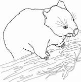 Wombat Wombats Australian Wallaby Colouring Printable Kids Coloriages Dentistmitcham sketch template