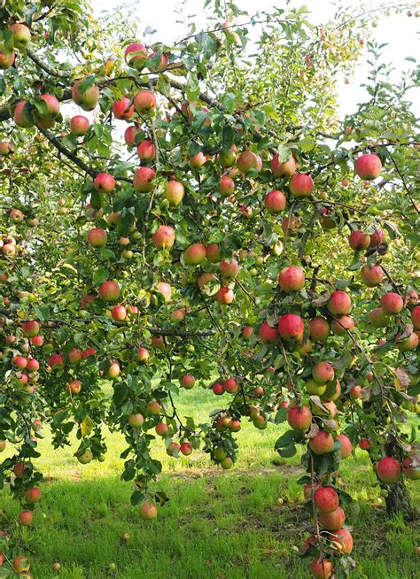 cortland apple tree    slowest  brown  slicing  ye