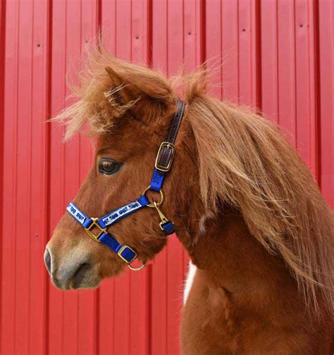 nylon ribbon safety halter  mini horses perris leather halters