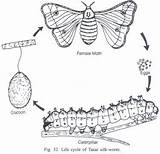 Cycle Life Rearing Silkworms Silk Cocoon Details Other Caterpillar Larva Clip sketch template