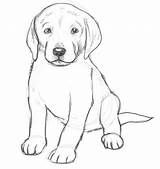 Drawings Dogs Dog Pencil Drawing Sketch Kids Easy Puppy Sketches Simple Puppies Coloring Kid Animal Clipart Cliparts Cute 2d Sketchite sketch template