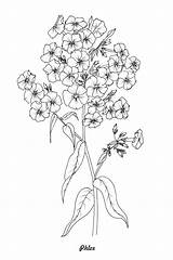 Coloring Phlox Botanical sketch template