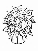 Poinsettia Coloring Pages Flower Getcolorings sketch template