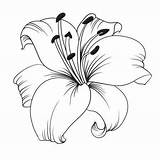 Lys Lily Tattoo Lilien Tatouage Lilie Vektor Fond Pivoine Lilies Croquis Orchidée Weiß Weiße Zeichnen Bleistift 123rf Verkauft sketch template