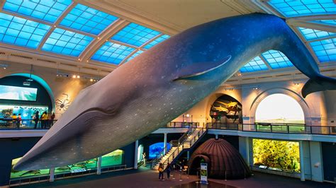 american museum  natural history museum review conde nast traveler