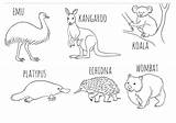 Colouring Australian Echidna Wombat Kangaroo Mammals Toddlers Australiaday Zoo Emu Viatico sketch template