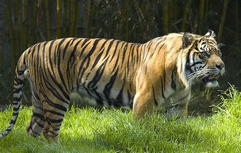 Picture Comparison Male Siberian Tiger And Male Grizzly