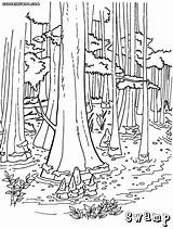 Swamp Coloring Pages Printable Drawing sketch template